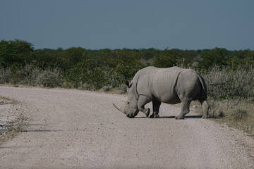A beautiful White rhino crossing the road with its head down to the groundin the savannah bushes in the Namibian Etosha National Park.