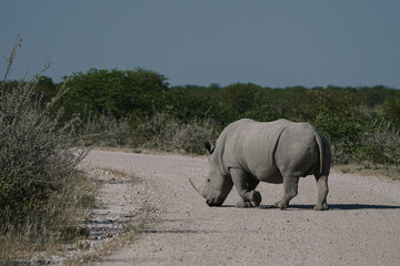 A beautiful White rhino crossing the road with its head down to the groundin the savannah bushes in...