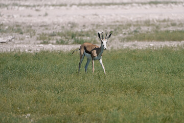 One beautiful springbok walking in the savannah in the Namibian Etosha National Park.