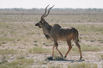 Obraz premium One kudu antelope walking in the savannah in the Namibian Etosha National Park.