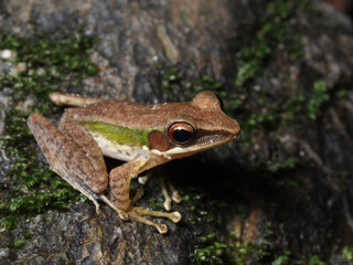 Naklejka premium A small tree frog brown with green side stripe staying still on a rock with some small green moss.