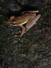 A small tree frog brown with green side stripe staying still on a rock with some small green moss.