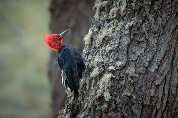 Male Magellanic woodpecker (Campephillus magellanicus) with a red head claiming on a tree in Tierra del Fuego national park, fin del mondo, Ushuaia, Argentina. 
