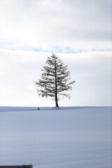 pine tree in snow