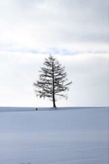pine tree in snow