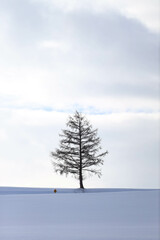 pine tree in snow
