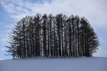 pine tree in snow