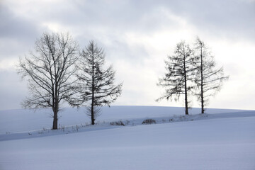 pine tree in snow