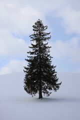 pine tree in snow