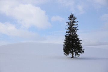 pine tree in snow