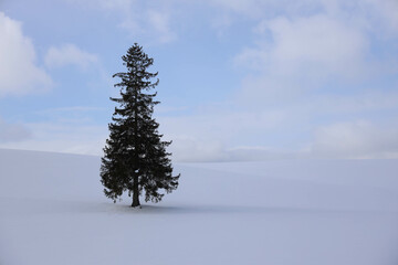 pine tree in snow