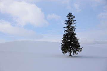 pine tree in snow