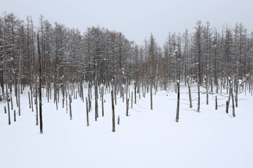 trees in the snow