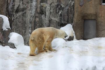 polar bear in the zoo