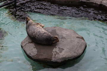 seal on the rocks