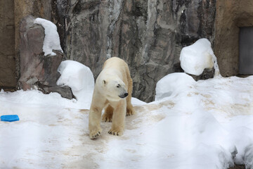 polar bear in the zoo
