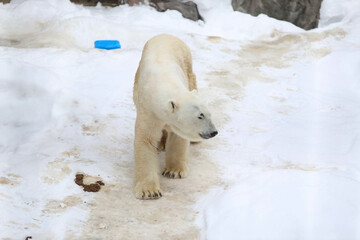 polar bear in the zoo