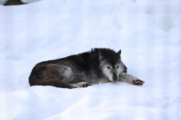 black wolf in the zoo