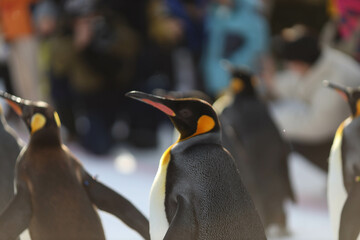 Penguin walk