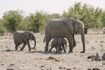 Female elephant and baby elephants walking at watering hole in the savannah in the Namibian Etosha National Park.