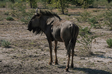 Blue Wildebeest (Connochaetes taurinus) standing in the savannah in the Namibian Etosha National Park.