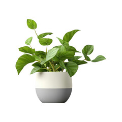 
3D green shelf holding a potted plant in a white and gray pot. Ideal for modern home decor and minimalistic interiors. Isolated on transparent background, png

