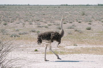 Naklejka premium One beautiful ostriche walking and in the savannah in the Namibian Etosha National Park.