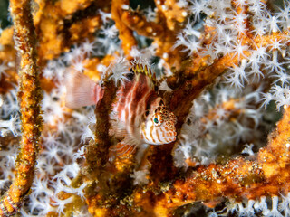 Spotted Hawkfish (Cirrhitichthys aprinus)