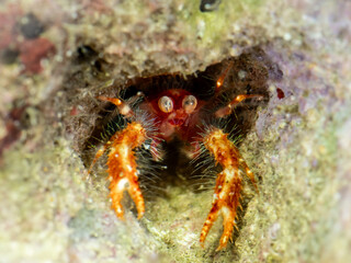 Olivar's squat lobster (Trapezionida olivarae)