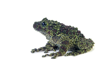 a female Theloderma corticale (Vietnamese mossy frog) on white background, Mossy tree frog closeup on isolated background
