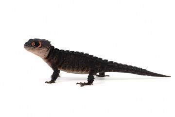 Red-eyed crocodile skink closeup on white background , Crocodile skink on isolated background
