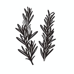 Fototapeta premium Hand drawn Rosemary Sprigs Culinary Herb Black and White Illustration Botanical Line Art Kitchen