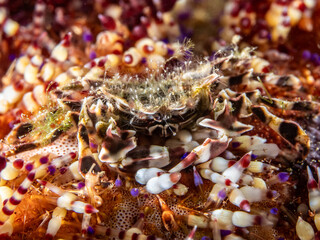 Zebra Urchin Crab (Zebrida adamsii)