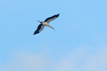 The eagle owl flies in the sky.