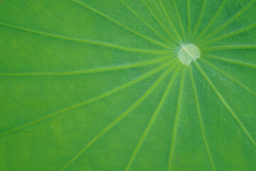 Large green lotus leaves with beautiful stem patterns