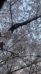 Obraz premium cherry blossoms in full bloom in south korea