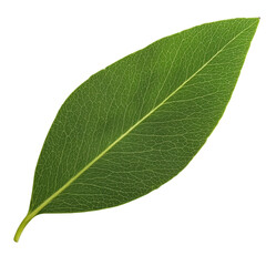 Obraz premium A leaf is shown in its natural form, with veins and a stem. The leaf is green and has a natural, organic appearance