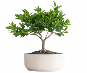 A small tree is in a white pot. The tree is green and has a lot of leaves
