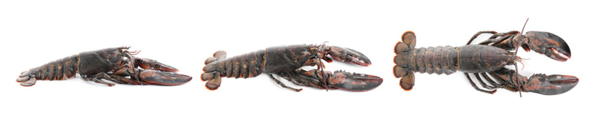 Fresh raw lobster isolated on white, set
