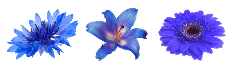 Different beautiful flowers in blue shades isolated on white, set