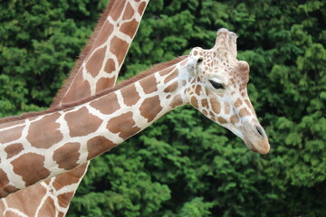 【山口県】秋吉台自然動物公園サファリランド、ふれあい広場、キリンに餌やりする女の子