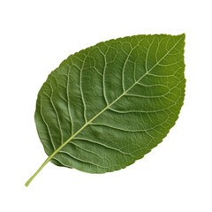 Obraz premium A leaf is shown in its natural form, with no other elements in the image. The leaf is green and has a distinct vein pattern. Concept of simplicity and natural beauty, as it focuses solely on the leaf