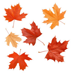 Colorful autumn leaves showcasing vibrant orange and red hues. transparent background