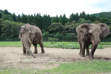 Fototapeta premium 【山口県】秋吉台自然動物公園サファリランド、ふれあい広場