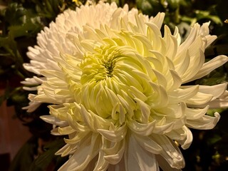 Detalle de crisantemo amarillo 