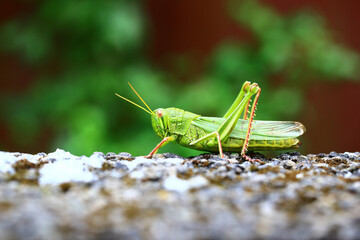 Grasshopper resting on the gravel ground in the garden