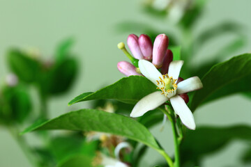 Lemon Tree Flower blooming in the garden with green leaves
