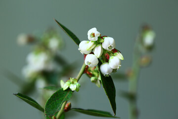 flowers of Blueberry with green leaves
