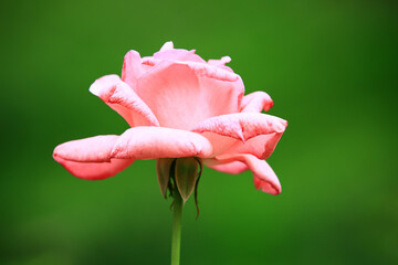 fresh pink Rose blooming in the garden with green background 