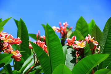 colorful Frangipani flowers blooming in the garden with blue sky background
